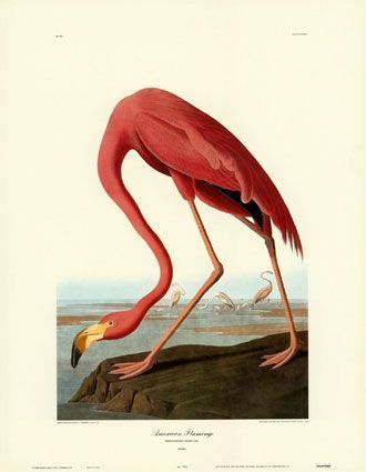 Flammant - Phœnicopterus ruber - фламинго красный